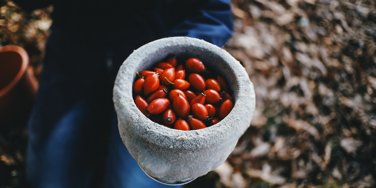 Imagen de Semillas de Rosa Mosqueta para Cicatrices