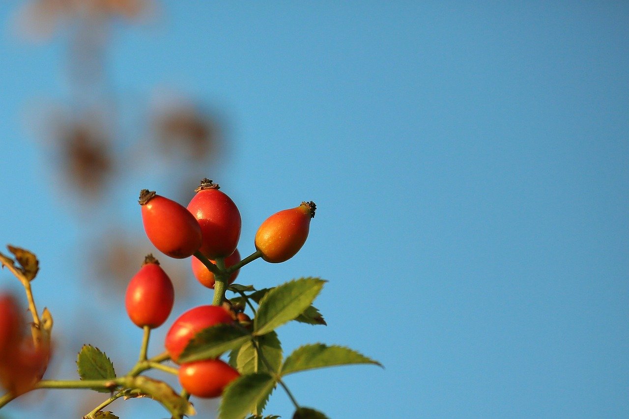Planta de rosa canina