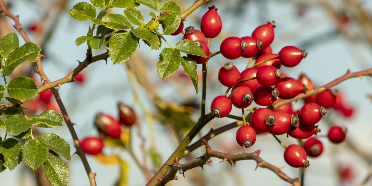 mejores aceites de rosa mosqueta puros 100 por cien