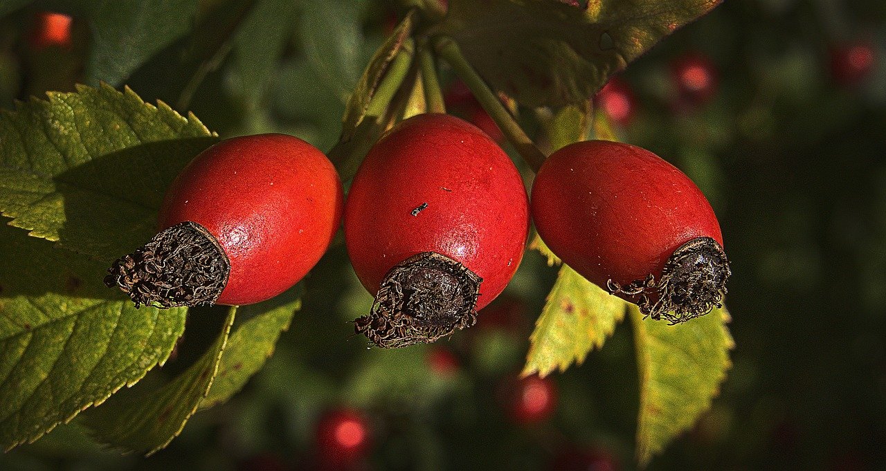 rosehips, Rosa Mosqueta, Rosa Mosqueta ISDIN, Rosa Canina